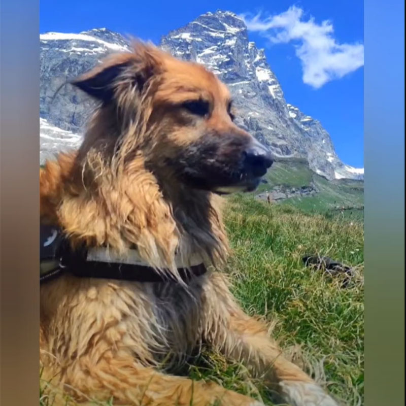 Jack cane mascotte DiscoverTrek, tra le montagne